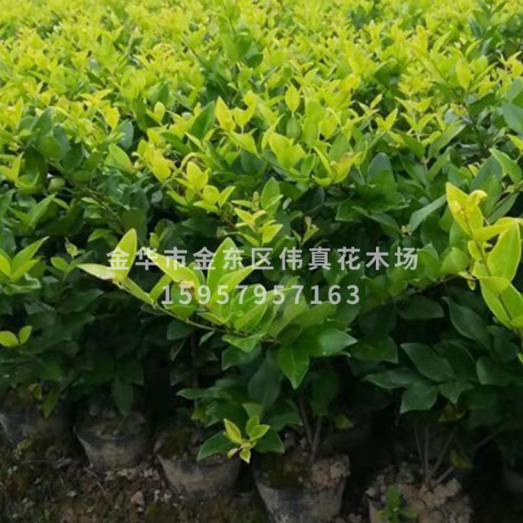 彩葉綠化樹種金葉女貞 金森女貞，金禾女貞基地批發(fā)