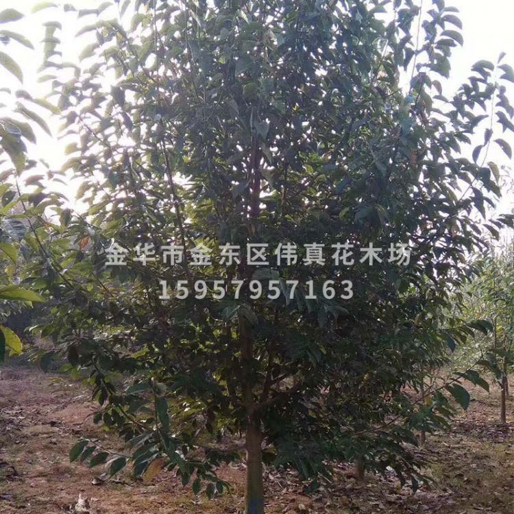 基地直銷嫁接紫玉蘭樹 批發(fā)紅白黃玉蘭樹木工程綠化樹木