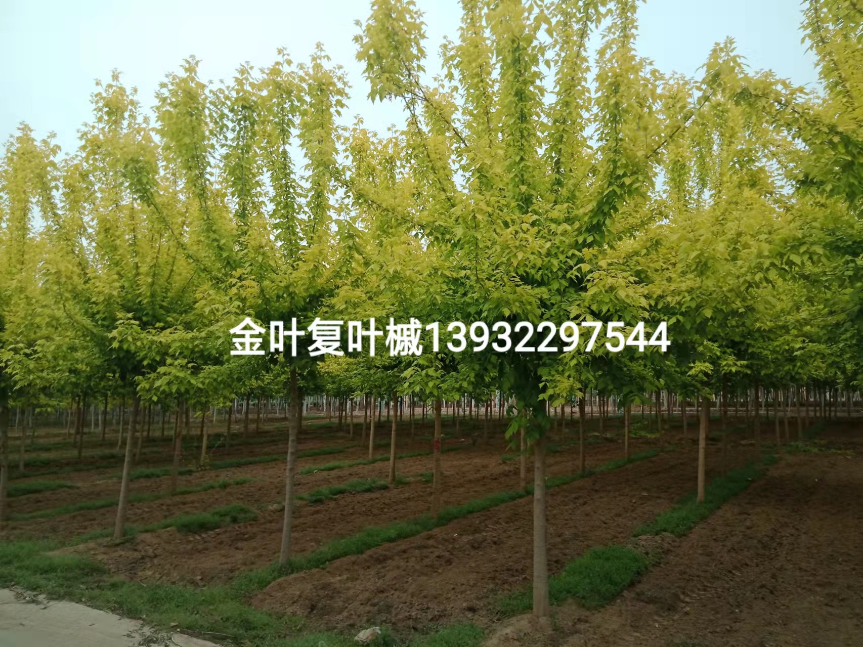 復(fù)葉槭圖片/復(fù)葉槭樣板圖 (2)