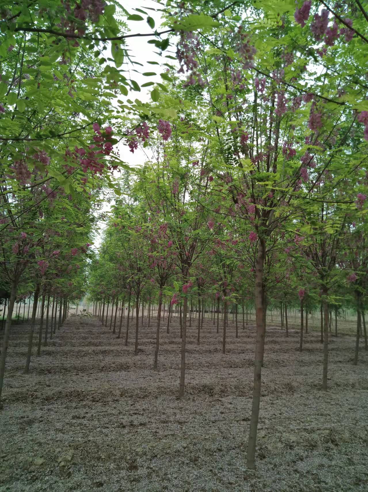 河北香花槐报价，种植基地，供应商【博野金峰园林绿化苗圃】