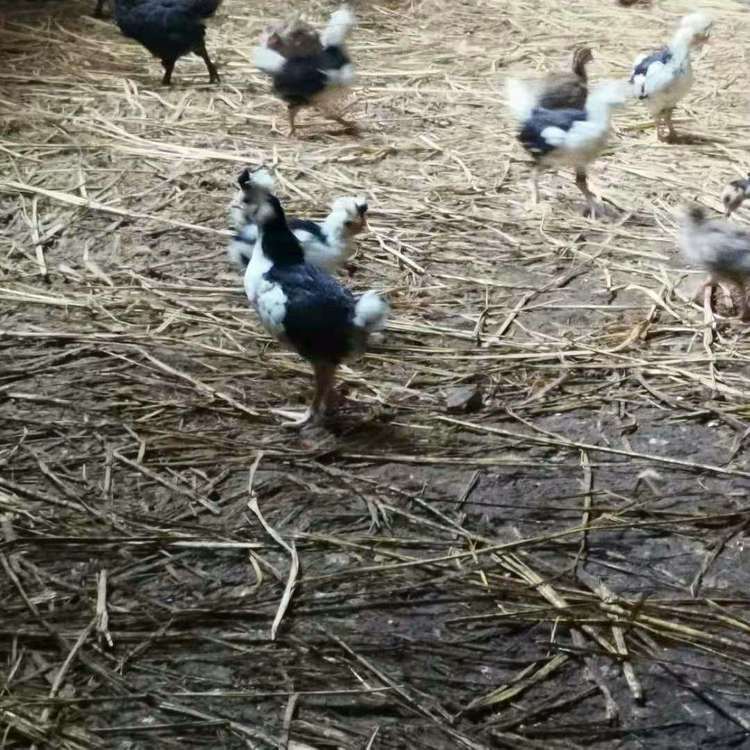 貴妃雞苗圖片/貴妃雞苗樣板圖 (3)