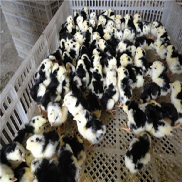 貴妃雞苗圖片/貴妃雞苗樣板圖 (4)