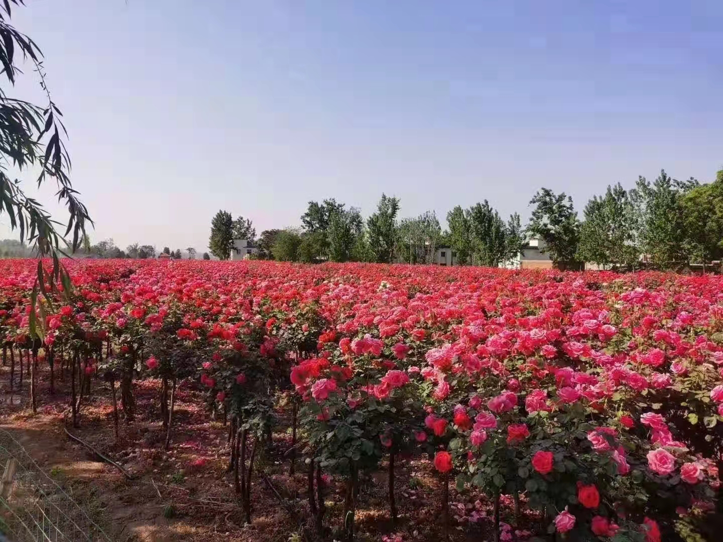 月季樹多少錢一顆-月季樹批發(fā)基地-價格-聯(lián)系電話