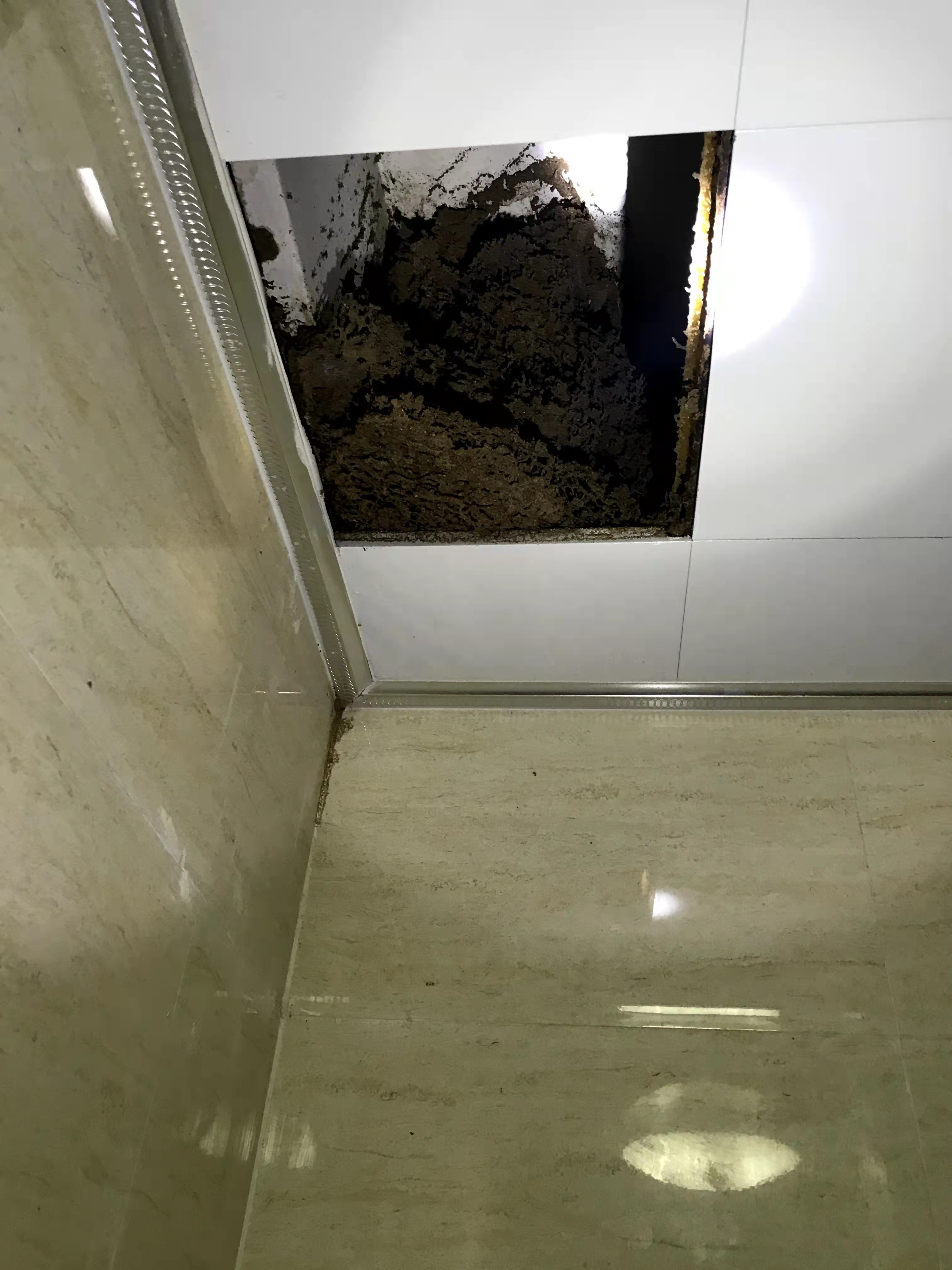 廣州滅白蟻圖片/廣州滅白蟻樣板圖 (1)