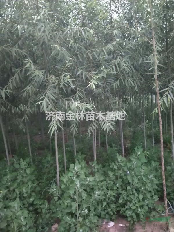 旱柳圖片/旱柳樣板圖 (4)