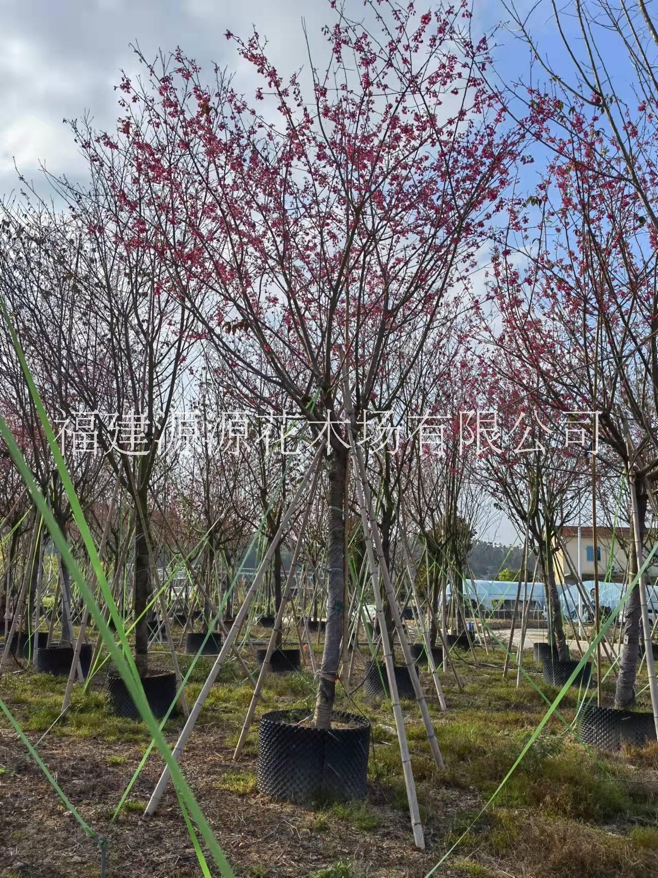 香樟樹圖片/香樟樹樣板圖 (4)