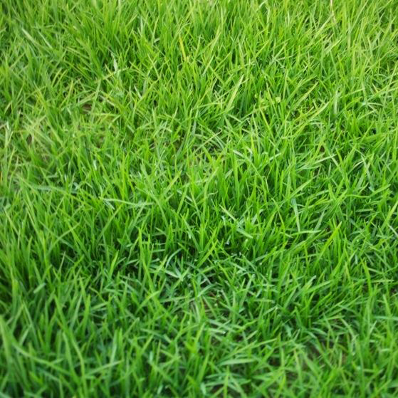 黑麥草種子圖片/黑麥草種子樣板圖 (4)