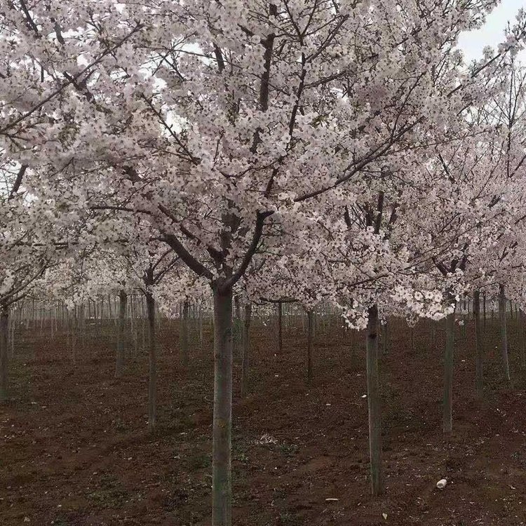 櫻花晚櫻圖片/櫻花晚櫻樣板圖 (1)