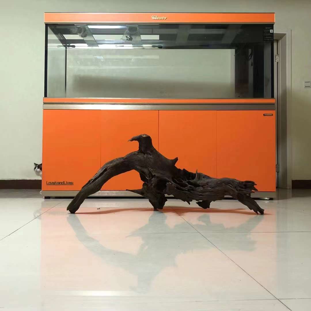 珠海護理魚缸服務(wù)圖片/珠海護理魚缸服務(wù)樣板圖 (3)