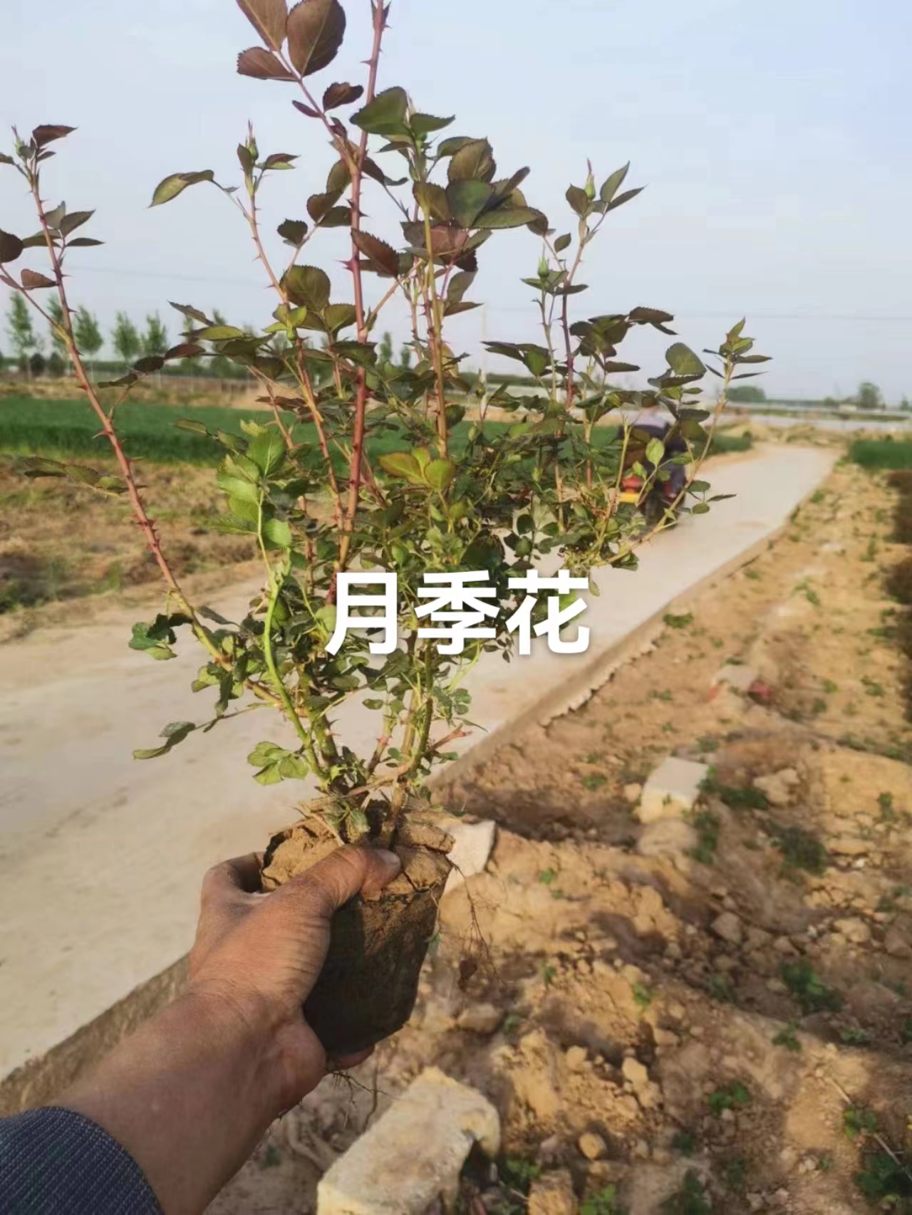 月季花圖片/月季花樣板圖 (3)