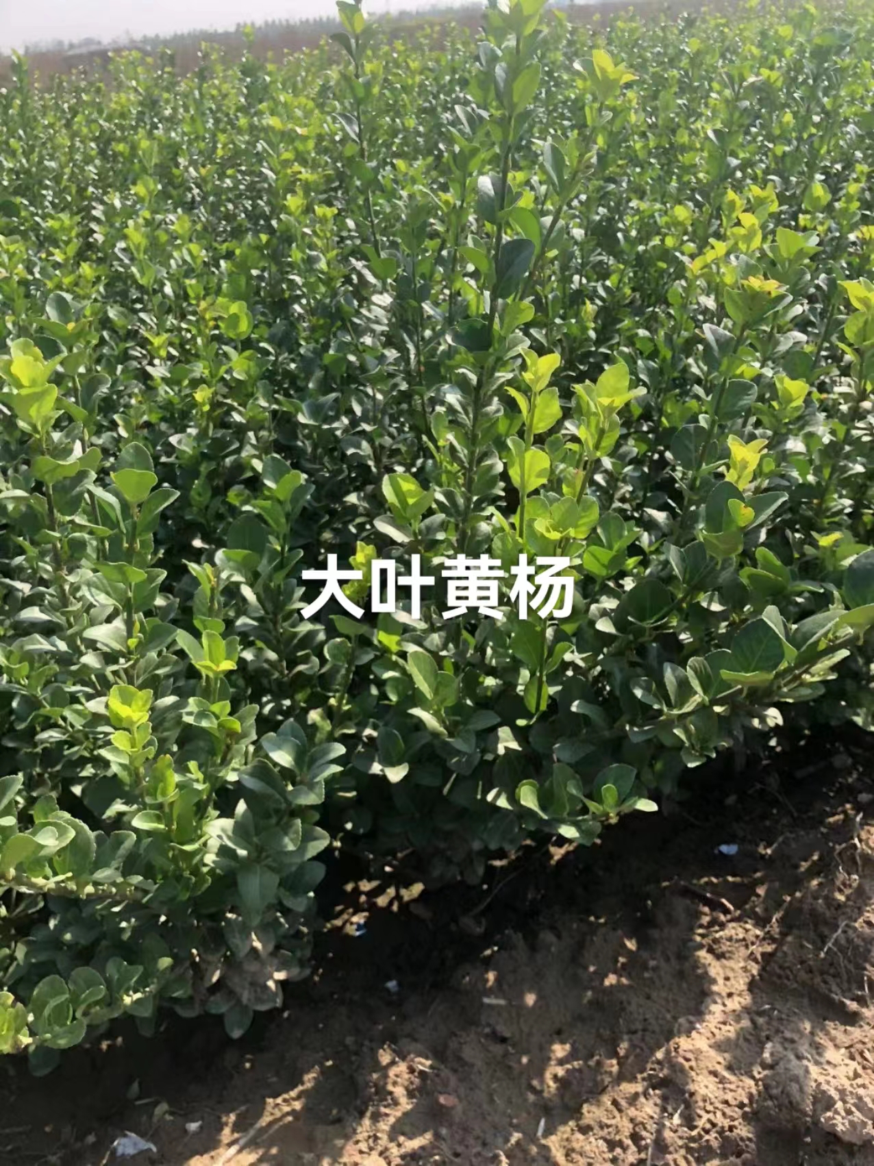 大葉黃楊圖片/大葉黃楊樣板圖 (4)