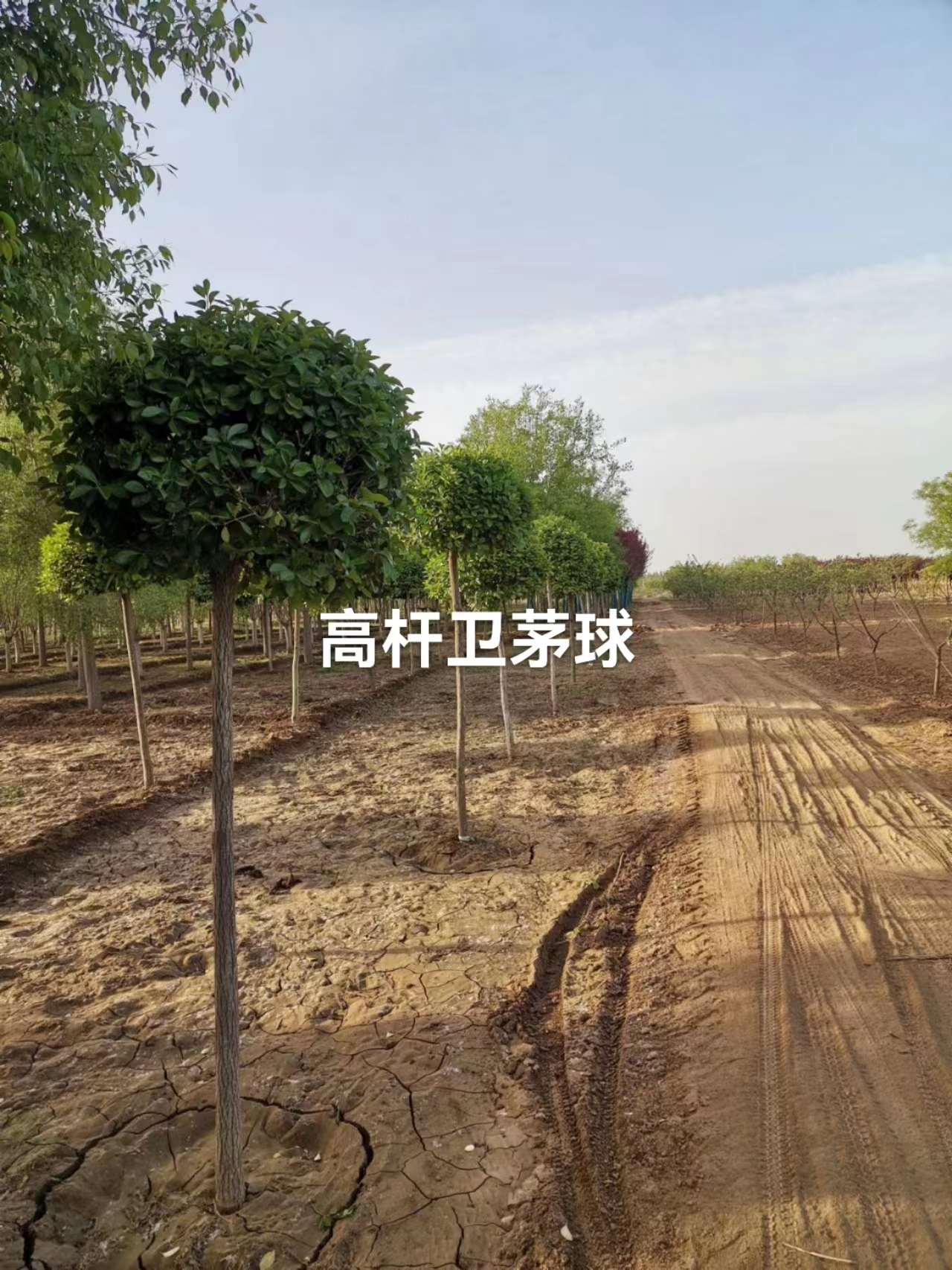 高桿圖片/高桿樣板圖 (4)