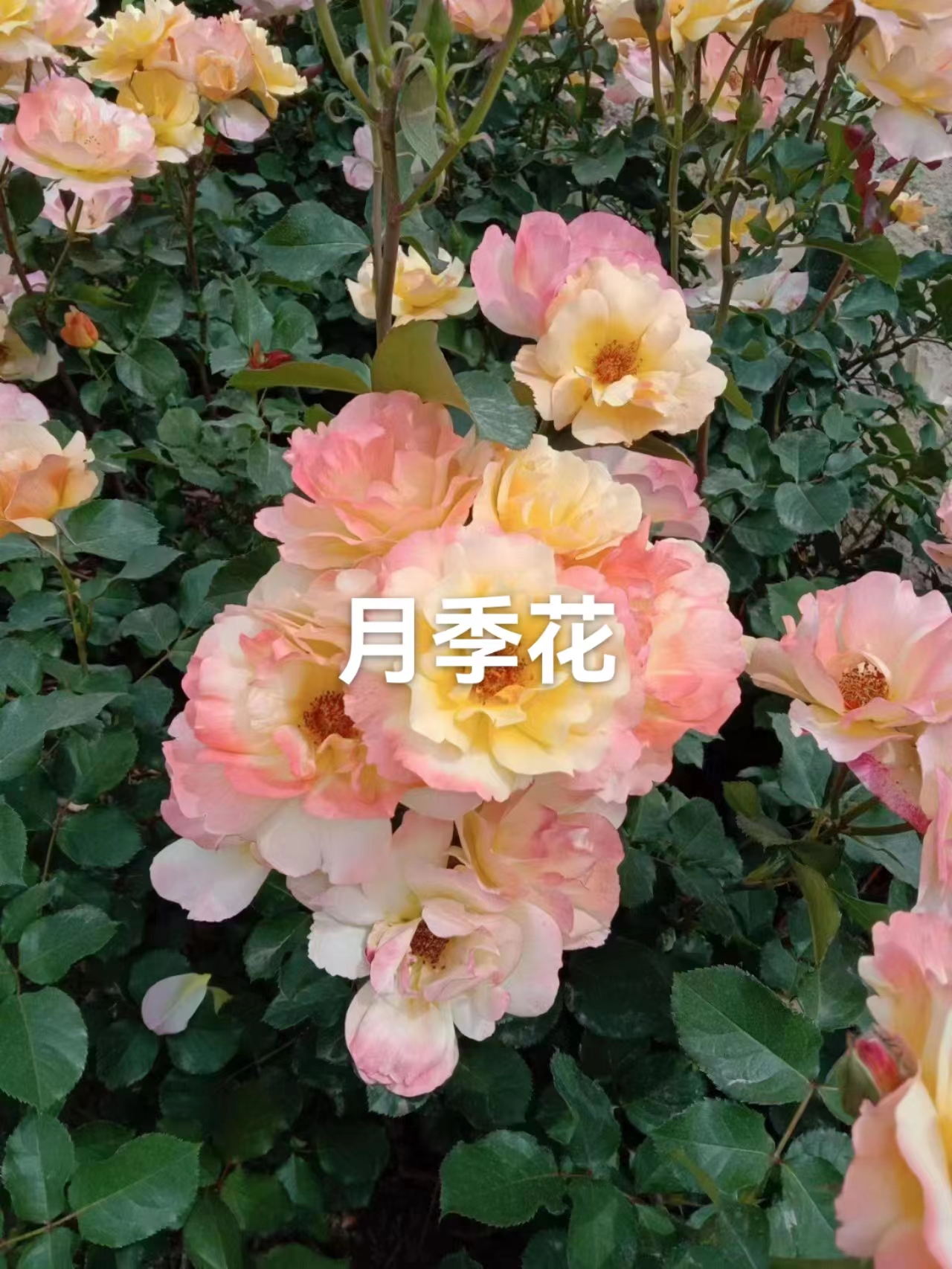 月季花圖片/月季花樣板圖 (2)