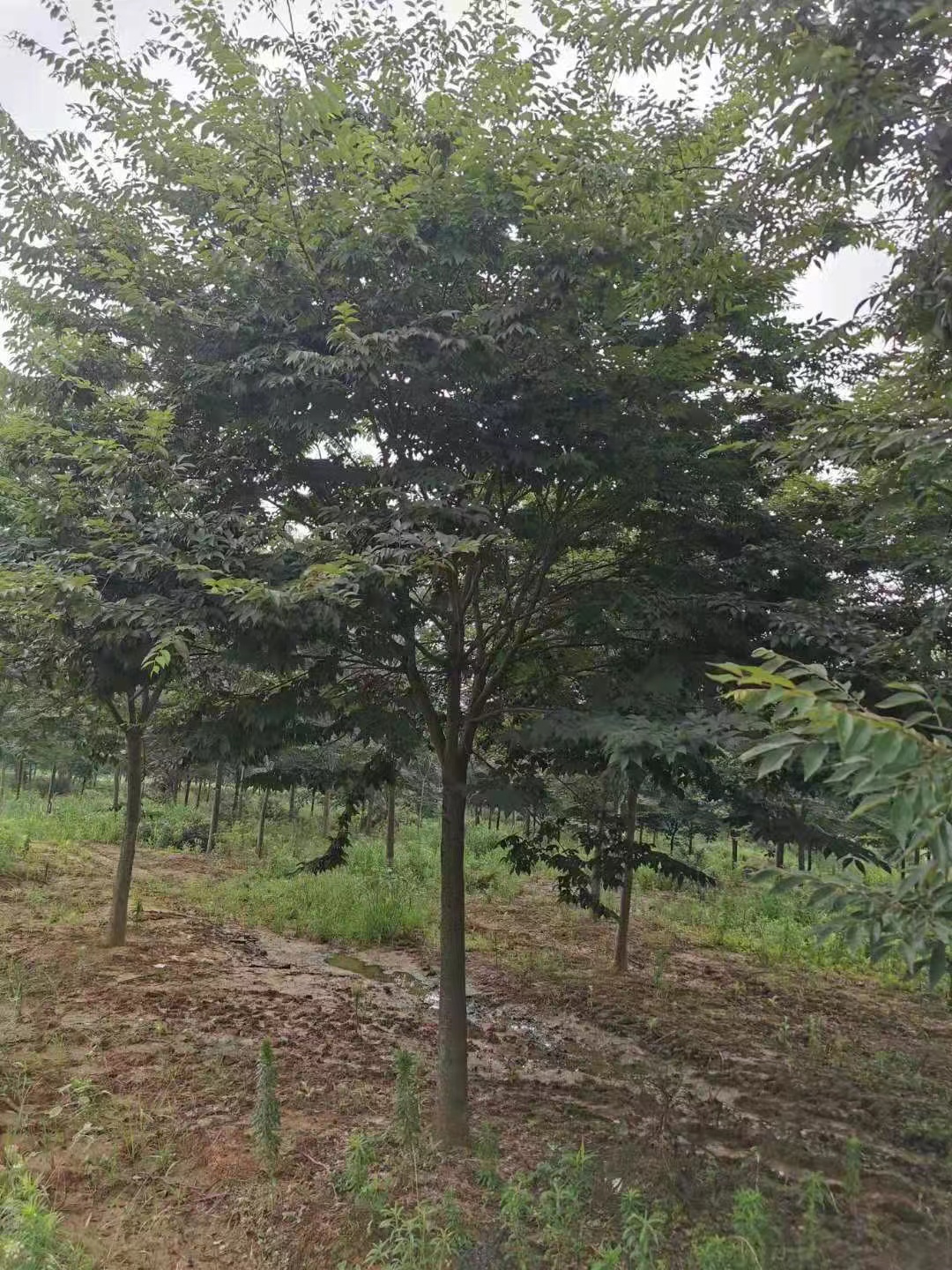 櫸樹圖片/櫸樹樣板圖 (3)