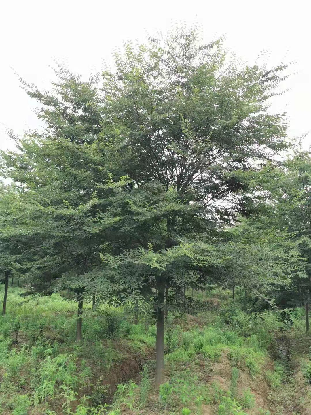 櫸樹圖片/櫸樹樣板圖 (4)