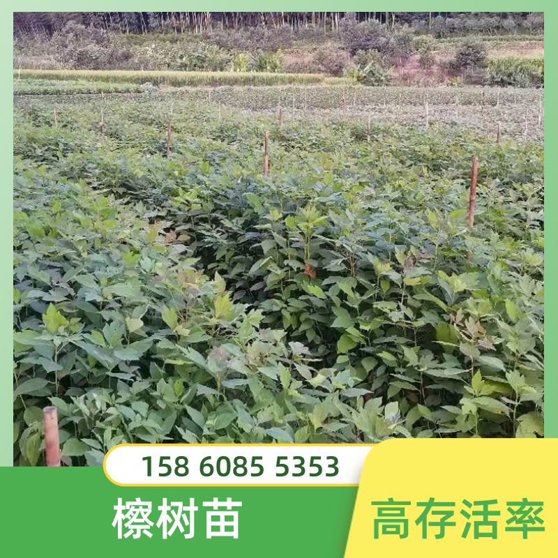 廣東韶關(guān)檫樹袋苗培育基地批發(fā)價格 高存活率