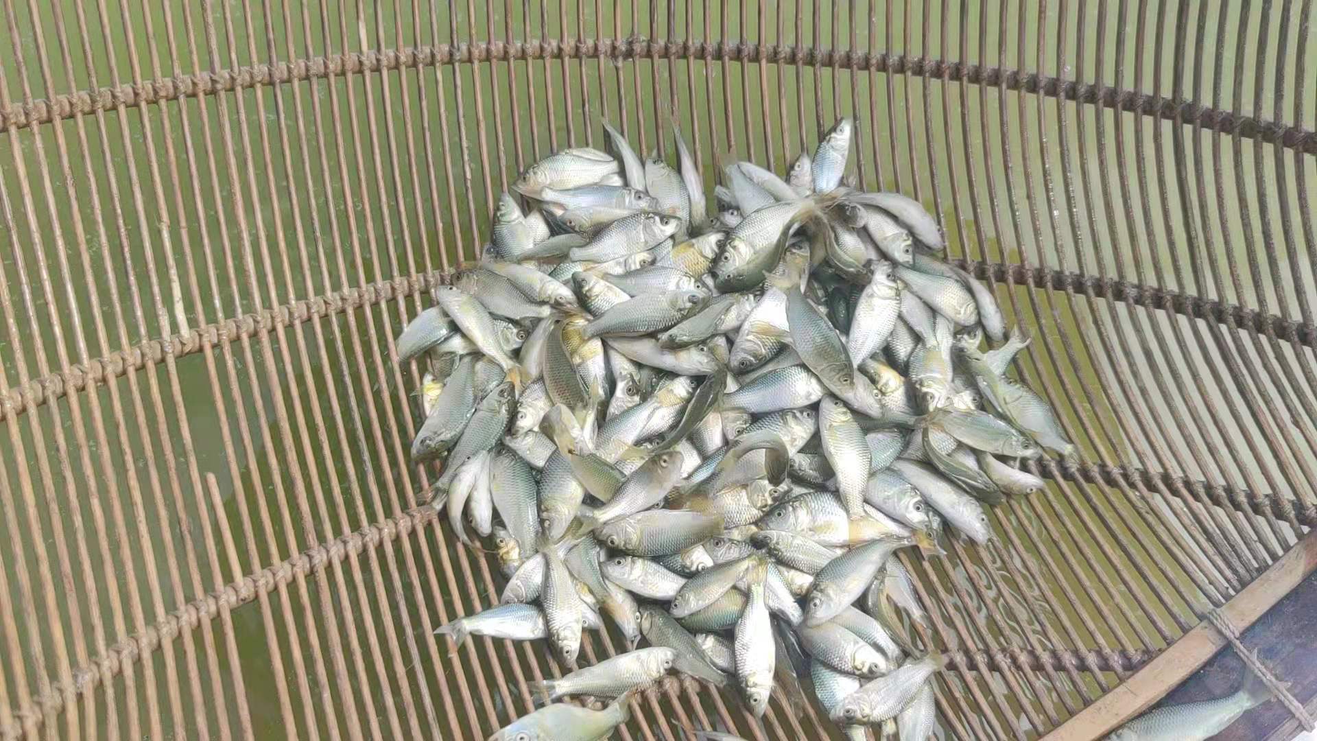 鄭州白鰱苗圖片/鄭州白鰱苗樣板圖 (2)