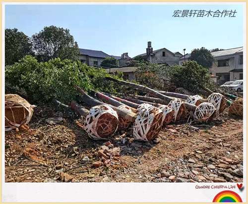 移栽香樟苗圃-湖南全冠香樟-長沙多桿香樟大批發(fā)找宏景軒