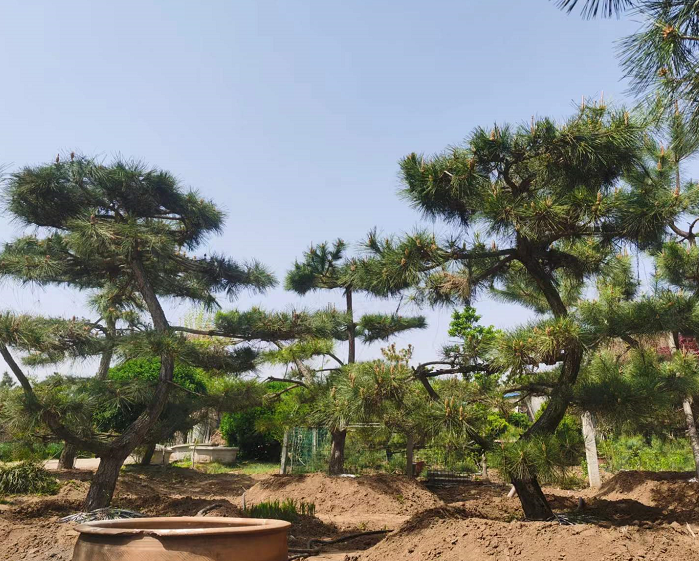 造型松樹圖片/造型松樹樣板圖 (2)