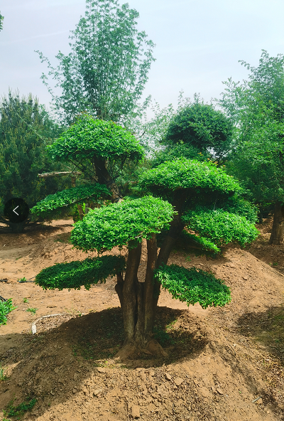 对节白蜡对节白蜡  大直径对接白蜡生长快 盆栽白蜡造形树 源新苗木种植销售苗圃 欢迎前来采购