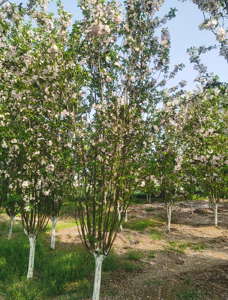 西府海棠圖片/西府海棠樣板圖 (3)