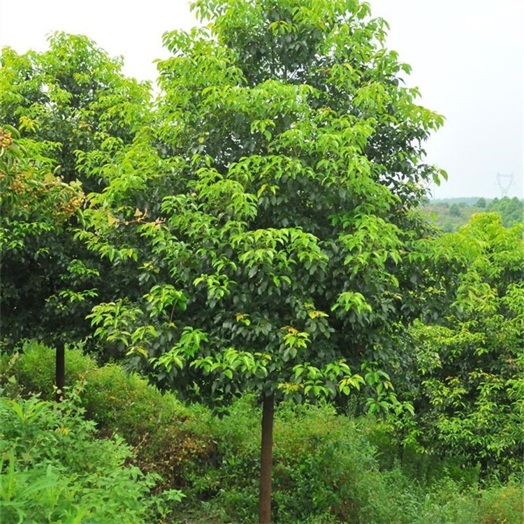 园林植物多杆移栽大香樟树 荒山造林多头香樟 绿化工程苗图片