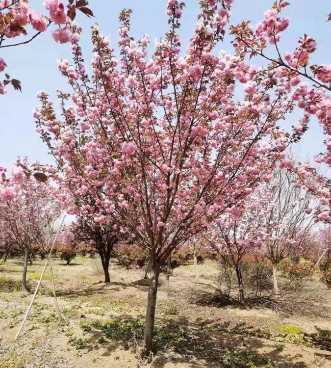 现挖出售观赏樱花 粉色花系 土球发货 根系完整易存活图片