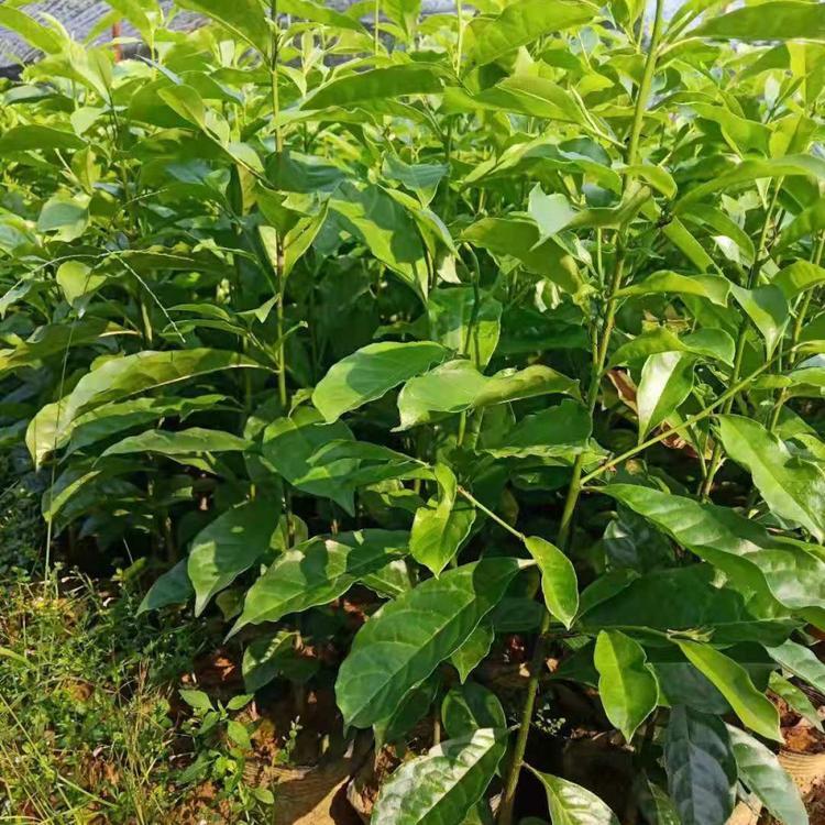 樂昌含笑圖片/樂昌含笑樣板圖 (3)