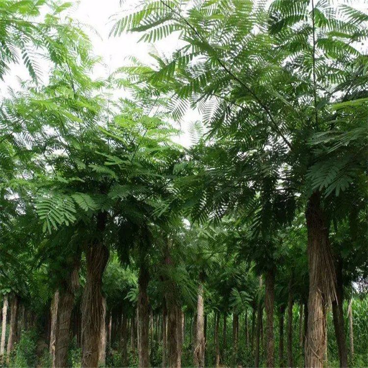 合歡圖片/合歡樣板圖 (1)