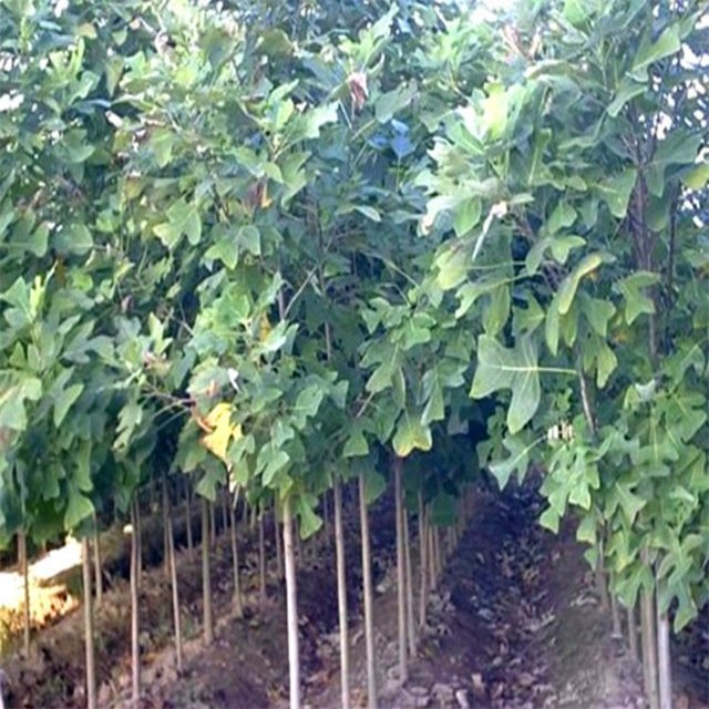 馬褂木圖片/馬褂木樣板圖 (2)