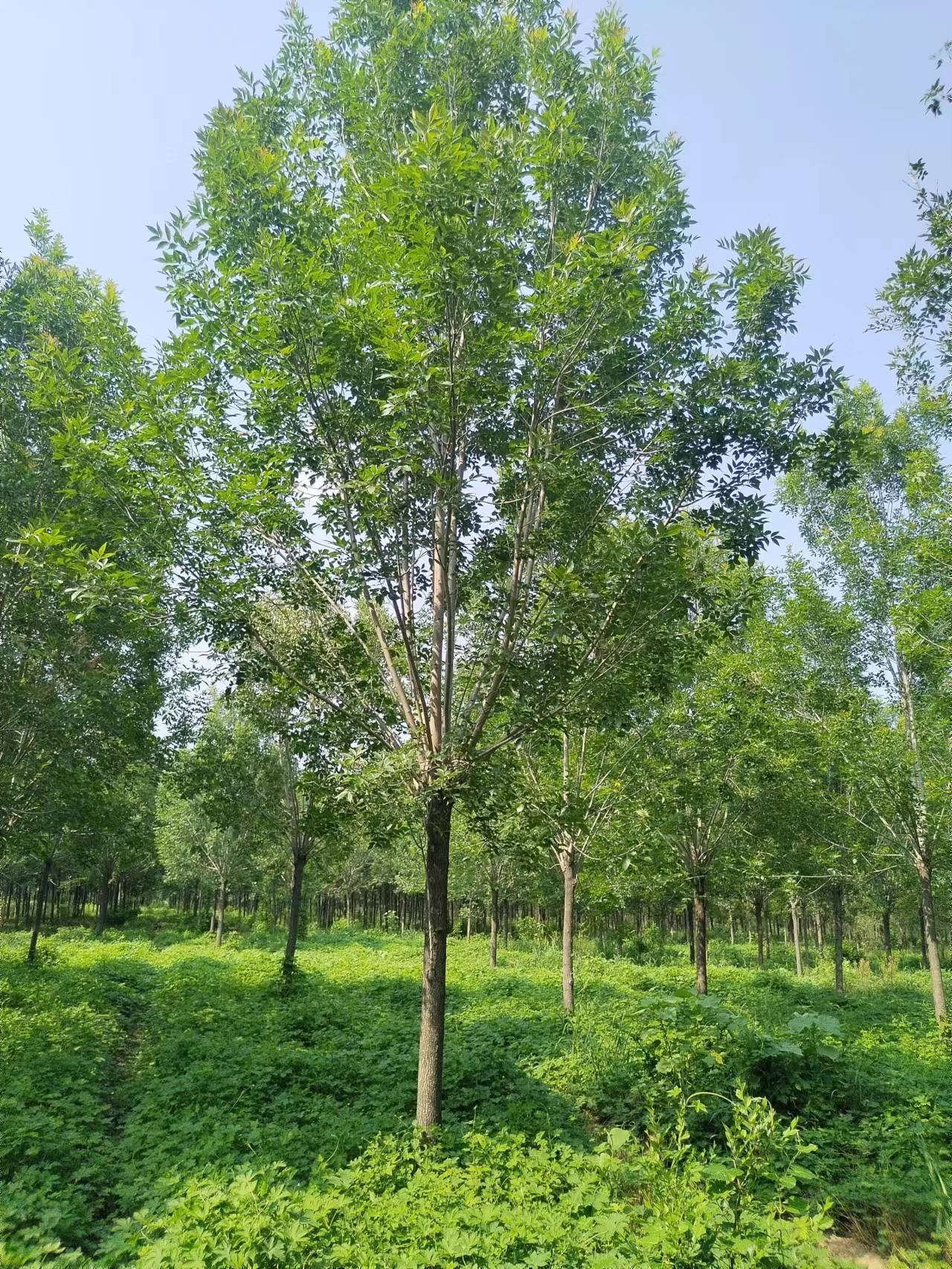 白蜡种植基地白蜡种植基地  白蜡批发价格  白蜡厂家销售【济阳县金叶苗木种植专业合作社】