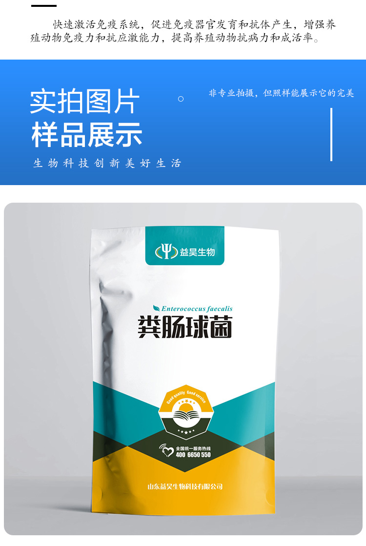 糞腸球菌圖片/糞腸球菌樣板圖 (4)