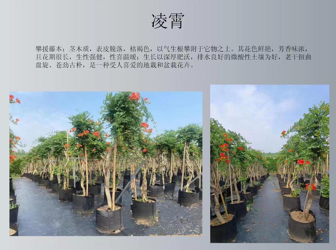 基地批发供应藤本植物美国凌宵花容器苗 攀援花卉 凌霄花长度1米以上