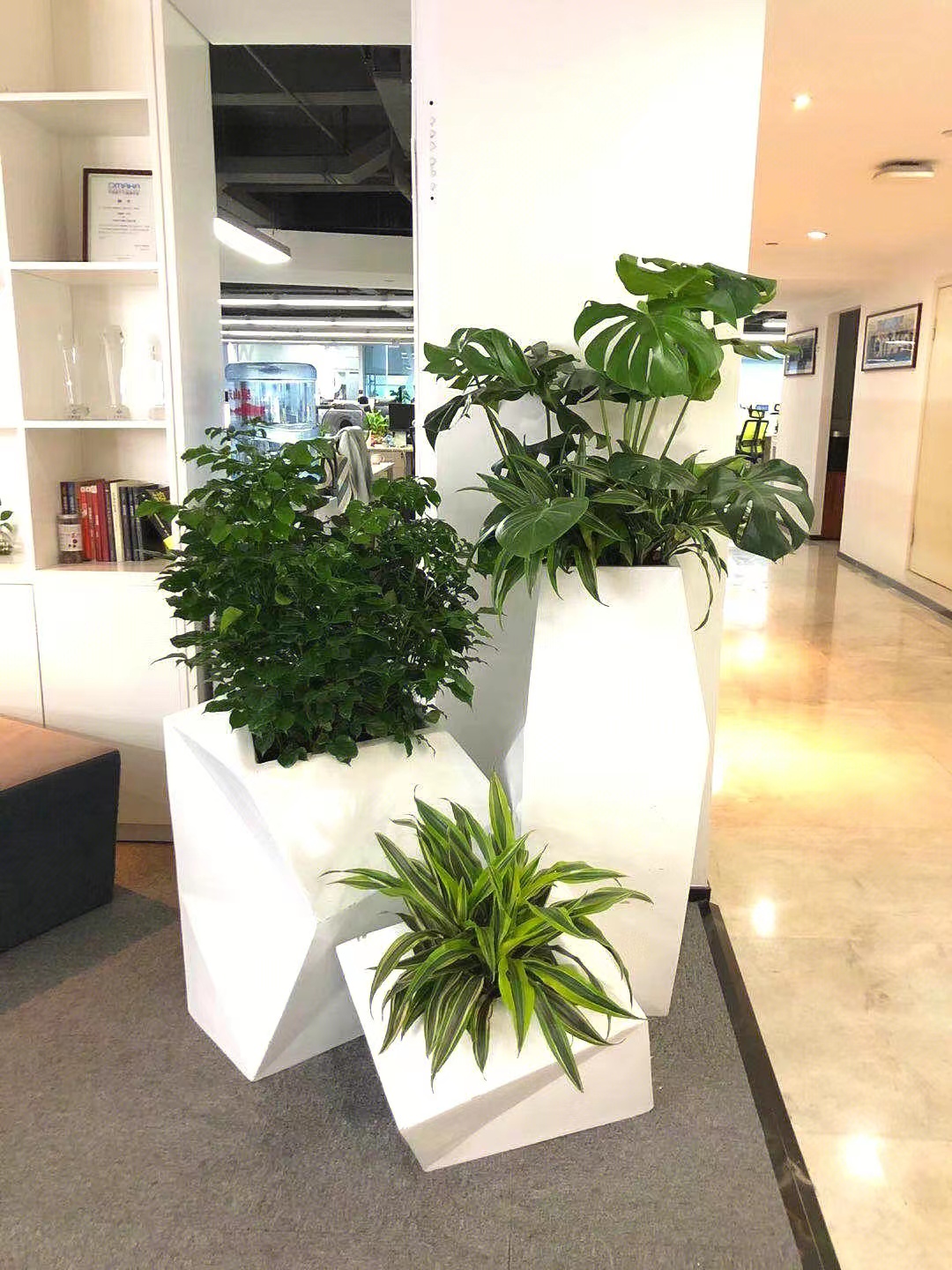 綠植花卉租擺圖片/綠植花卉租擺樣板圖 (4)