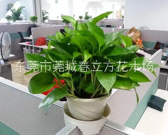 东莞市东莞绿植养护公司 绿萝 吊兰厂家