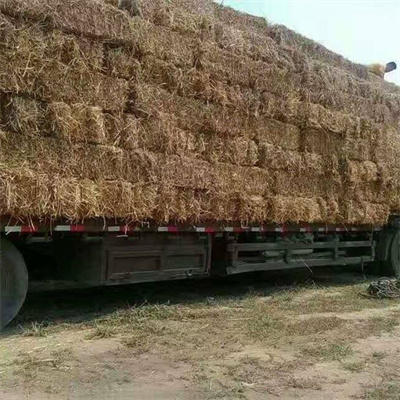 牛羊飼料圖片/牛羊飼料樣板圖 (1)