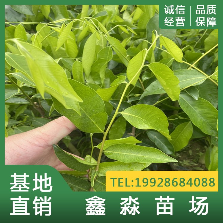 沉香苗圖片/沉香苗樣板圖 (1)