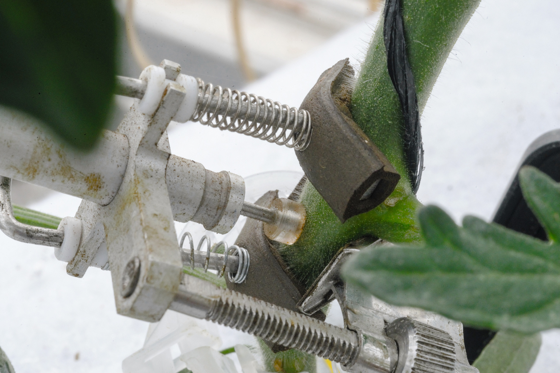 SD-5T  莖稈生長變化傳感器圖片