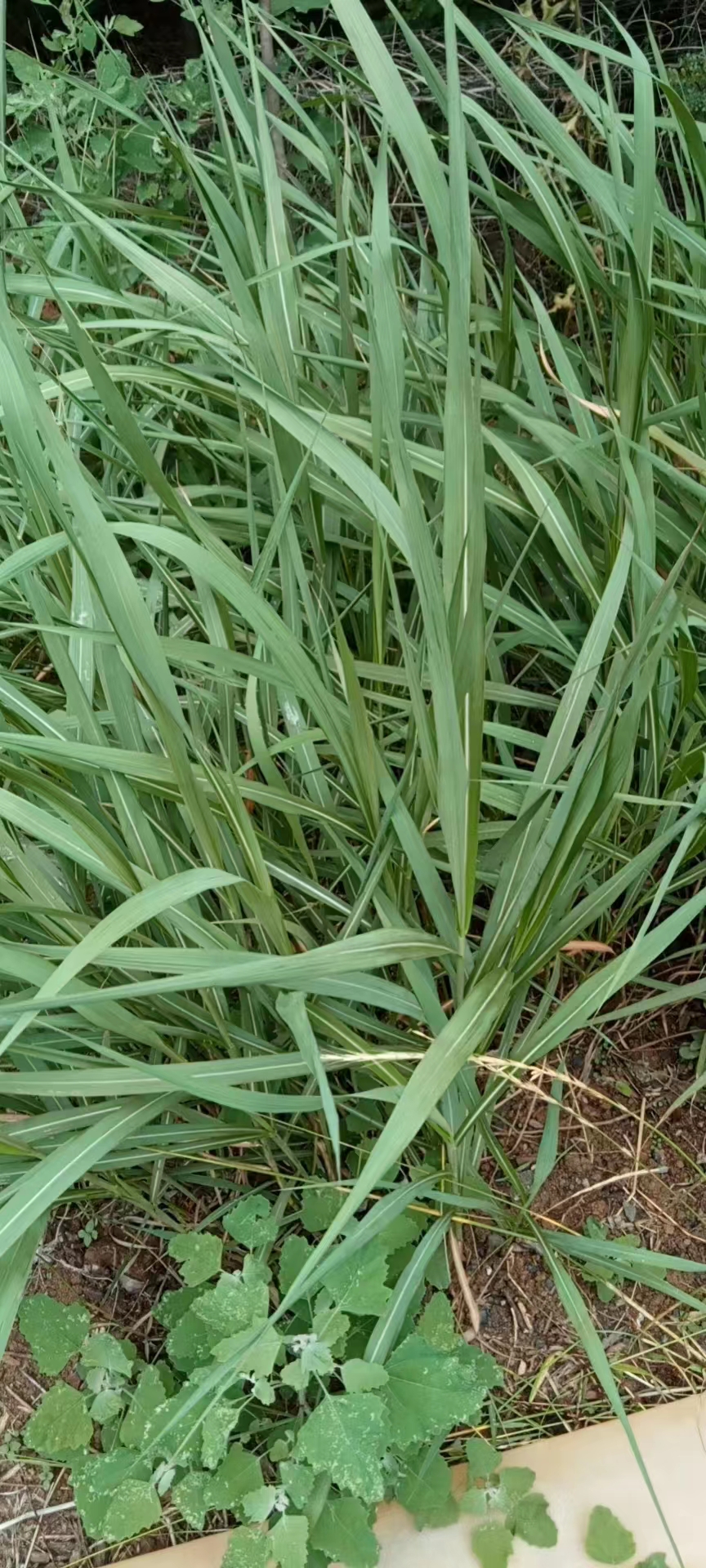 挺水植物有哪些  人工浮岛 种植报价【河北雄安咏莲园林绿化工程有限公司】图片