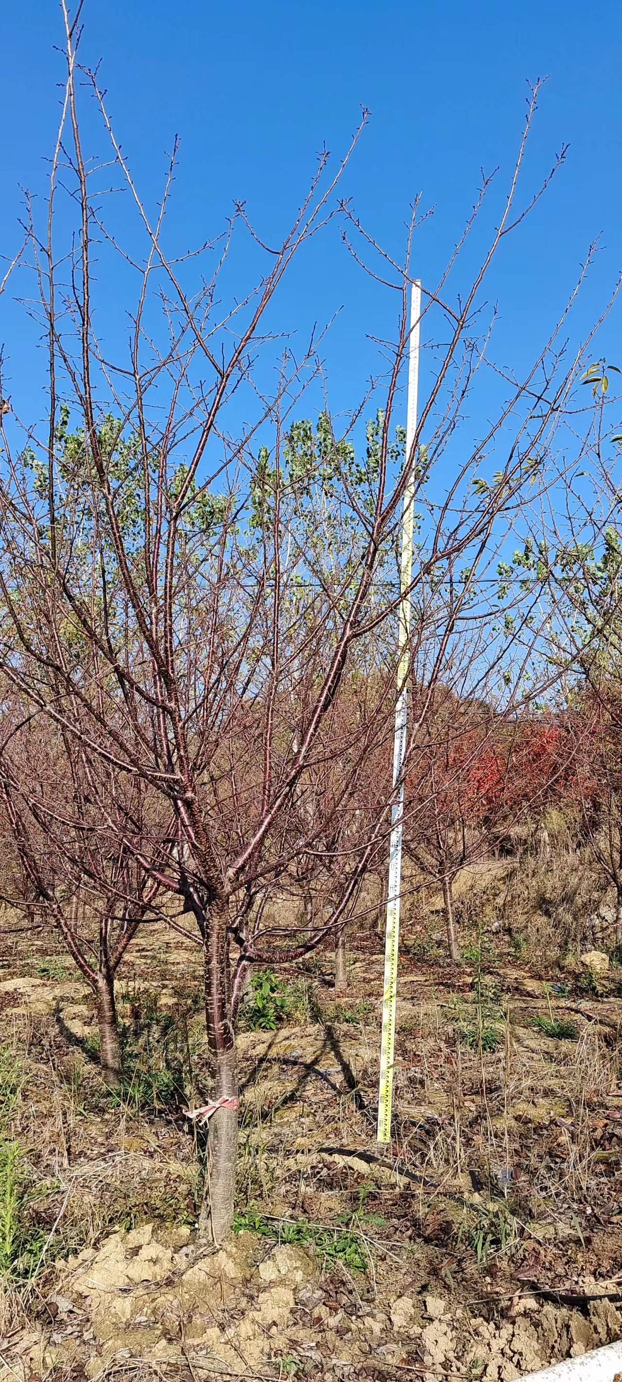 樱花树批发基地樱花树批发 樱花树批发基地