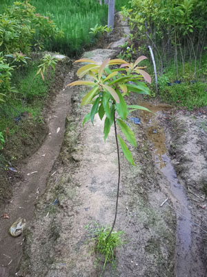木荷無紡布袋苗圖片/木荷無紡布袋苗樣板圖 (2)