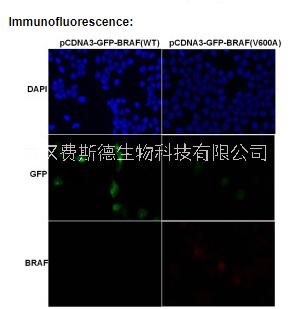 BRAF(V600A) 小鼠單抗/ BRAF antibody/武漢費(fèi)斯德