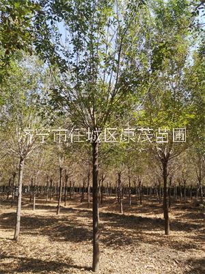 白蠟樹圖片/白蠟樹樣板圖 (3)