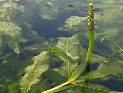 河北眼子菜种植基地/价格/多少钱/哪家好【安新县润莲水生植物种植有限公司】图片