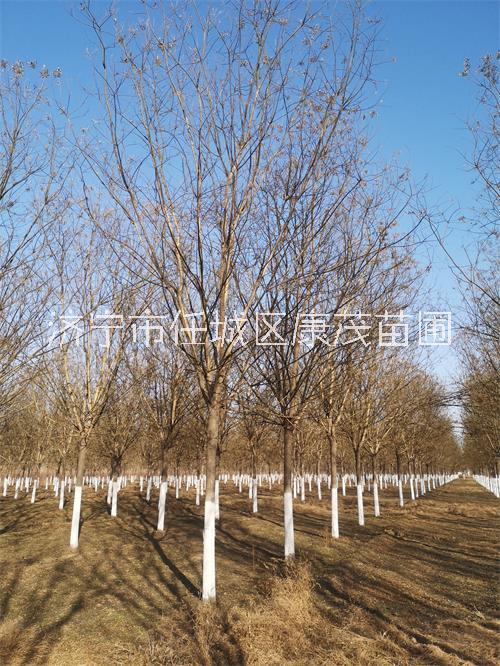 8公分國(guó)槐圖片/8公分國(guó)槐樣板圖 (3)