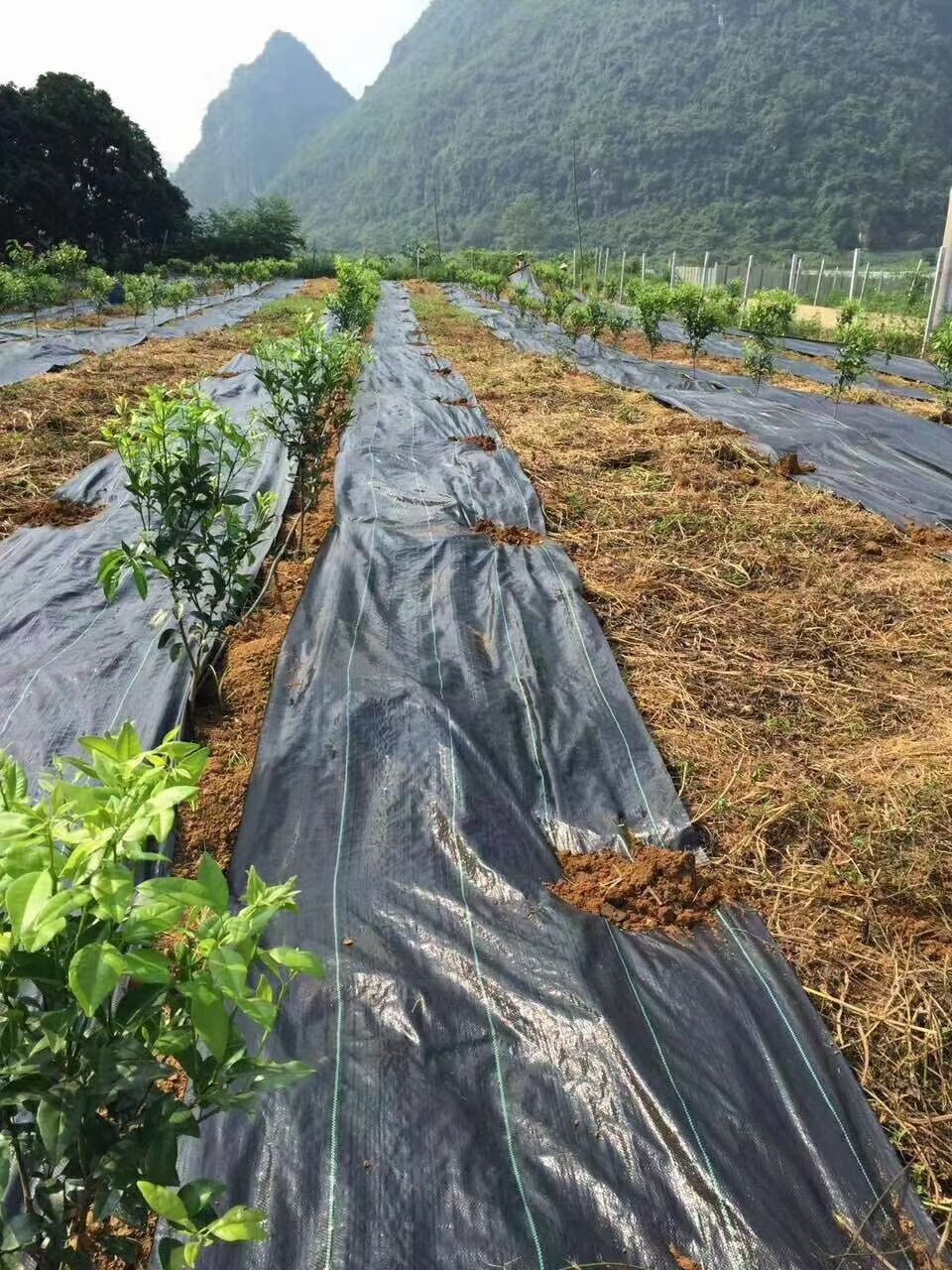 防草布一亩多少钱  防草布多少钱 供销合作社采购农资防草布  种植砂糖桔树苗用防草布好不好