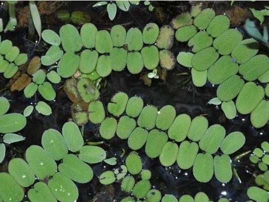 槐葉萍聯(lián)系方式  槐葉萍種植基地  槐葉萍供應商