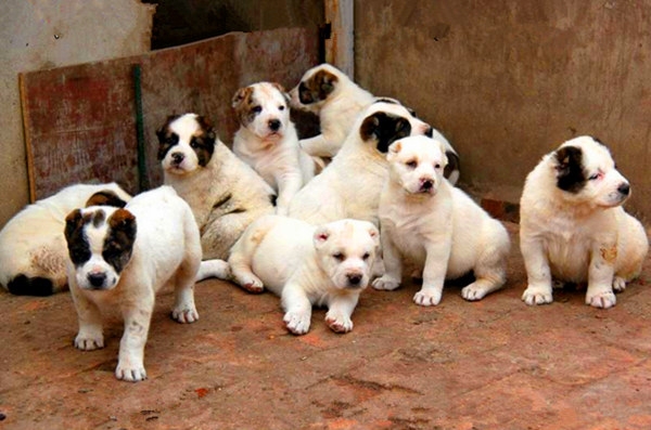 济宁市比格犬、马犬厂家比格犬、马犬肉食狗养殖行情肉食狗养殖前景