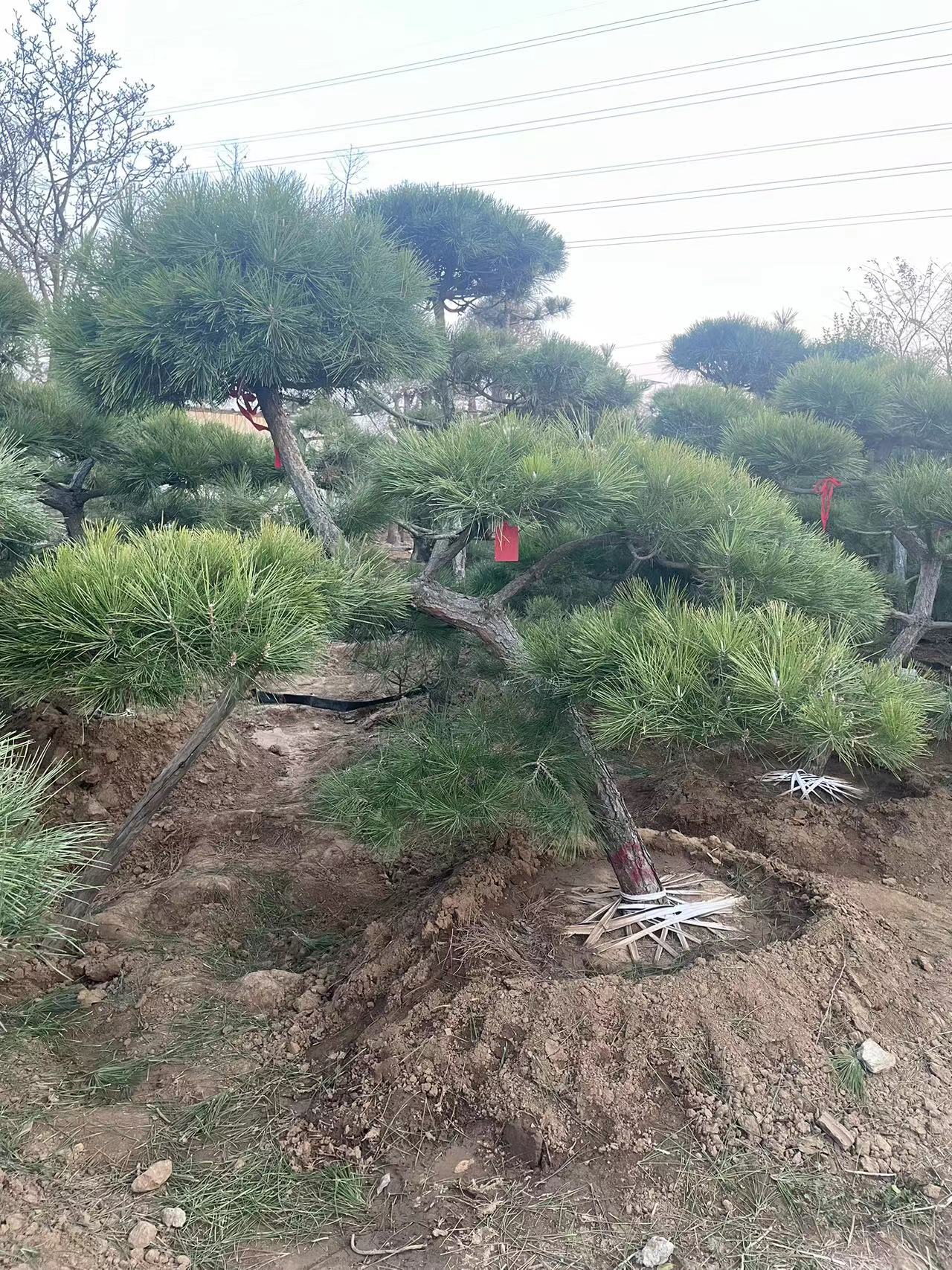 江苏沐阳造型黑松苗，造型黑松批发，造型黑松报价图片