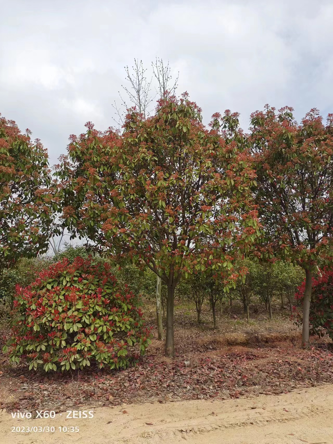 出售高杆红叶石楠树价格、高杆红叶石楠树种植基地现挖现发、全国发货【卫岑娣园艺场】图片